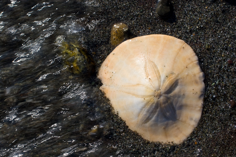 Sand Dollar On Beach